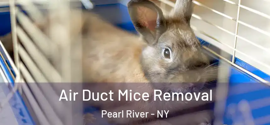 Air Duct Mice Removal Pearl River - NY